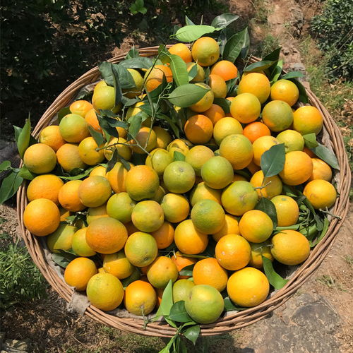 高山臍橙 應季甜橙的饋贈，從果園直達餐桌